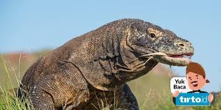 Seorang anak berinisial f (4,5), warga desa komodo, pulau komodo, kabupaten manggarai barat digigit komodo. Turis Singapura Digigit Komodo Seberapa Besar Bahayanya Tirto Id