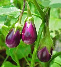 With reverso you can find the english translation, definition or synonym for eggplant and thousands of other words. Eggplant Wikipedia