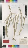 Image result for Panicum gilvum