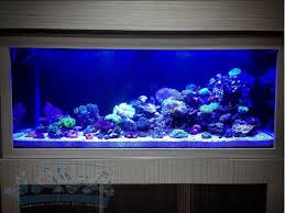 Dekorasi Aquarium Air Laut Aquarium Air Dekorasi