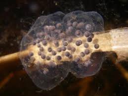 Tree frog eggs instead of laying eggs in water, some tree frogs deposit their spawn on leaves that overhang a pool. Tree Frog Metamorphosis King County