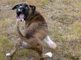 Why Do Dogs Chase Their Tails Happy Hound Blog Happy Hound