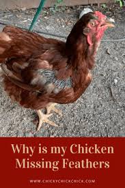 Sometimes, hens lose the feathers around their vents and what you see is a bare bottom. Why Is My Chicken Missing Feathers Simple Life With Chickens