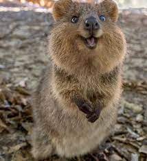 Quokka Rottnest Island Off Perth Western Australia Quokka Australia Animals Quokka Animal