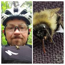 Bee Memes and Images