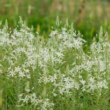 Image result for Ornithogalum pulchrum