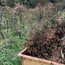 Image result for Vernonia sengana