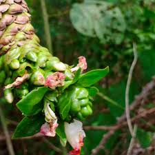 Image result for Costus afer
