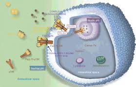 Image result for Transferrin