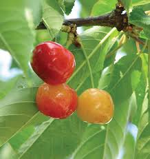 Rainier Sweet Cherry Knowledgebase Johnsons Nursery