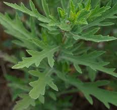 Image result for Acalypha psilostachya