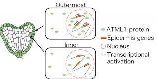 We did not find results for: Location Is Everything For Plant Cell Differentiation Scienmag Latest Science And Health News