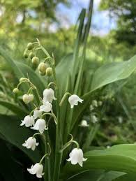 Pin On Gardening