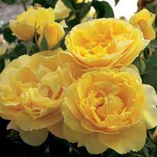 Happy Go Lucky Heirloom Roses Hybrid Tea Roses Planting Roses