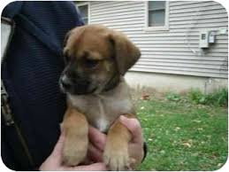 Puppies will come with akc papers full registration, 1st set of shots and dew. Howell Mi German Shepherd Dog Meet Pebbles A Pet For Adoption