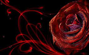 passion wallpaper by dianephotos deviantart com on deviantart in 2021 red roses wallpaper rose flower wallpaper red rose pictures