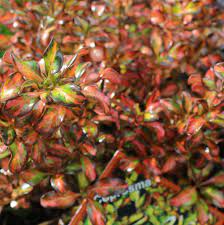 Coprosma 'evening glow' (pbr) is een ontdekking uit nieuw zeeland. Coprosma Evening Glow 2 5l