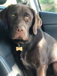 Pin By Rosana On Chocolate Lab Puppies Chocolate Lab Puppies Goofy Dog Lab Puppies