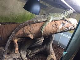 Check spelling or type a new query. W Midlands Hydrosaurus Pustulatus Philippine Sailfin Lizard Female For Sale Reptile Forums