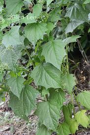 Image result for Chenopodium simplex