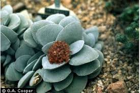 Image result for Crassula sarcocaulis