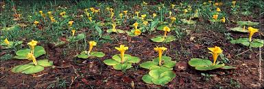Image result for Costus subbiflorus