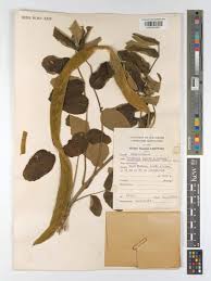 Image result for Markhamia obtusifolia