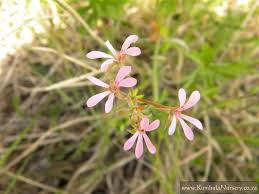 Image result for Pelargonium alchemilloides