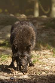 schwarzer wolf wolf dog wolf love black wolf
