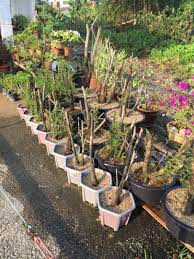 Jun 09, 2021 · baca juga: Bonsai Cucur Atap Sapu Sapu Home Furniture Gardening On Carousell
