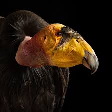 Hotels, homes, and everything in between. California Condor Facts And Photos