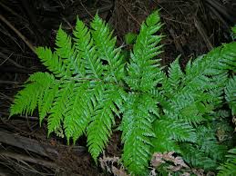 Image result for Pteris kivuensis