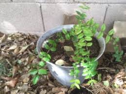 Or if it's too hard to do, try to soak the seeds in warm water for 2 minutes first. Should I Grow Fruit Trees From Seed Garden Of Luma