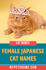 Female Japanese Cat Names Japanese Cat Cats Cat Names