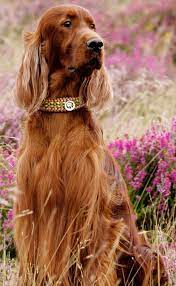 Irish Setter Of Ken Jarvis In Dog Photography Irish Setter Dogs Irish Setter Puppy Irish Setter