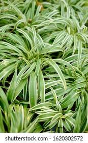 Image result for Chlorophytum amplexicaule