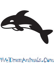How To Draw A Simple Killer Whale For Kids