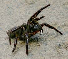 When talking about a camel spider one thing to note is that this is not really a spider although it belongs the arachnida class, which includes spiders, mites, scorpions, etc. List Of Medically Significant Spider Bites Wikipedia