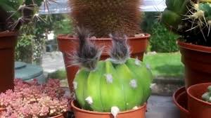 Growing cactus from seeds and cuttings. My Tiny Echinopsis Subdenudata Sea Urchin Cactus From Bud To Huge Flower 2014 Youtube