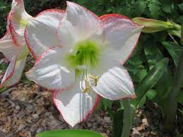Amaryllis Blooming Today 4 10 13 They Grow Fine In Florida All Year Bloom Amaryllis Plants