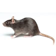 There are lots of different pest control services, which can make it difficult to find the right pest control service for you. Landmark Pest Management