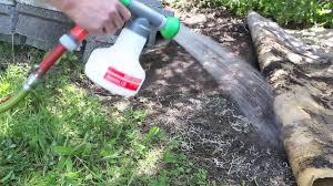 Was kann man tun, um ameisen zu vertreiben? Ameisen Im Garten Was Ist Zu Tun Bei Vielen Ameisen Im Garten Youtube