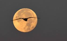 Diese ziffer bezieht sich allerdings auf die strecke zwischen mittelpunkt der erde und mittelpunkt des mondes. Supermond Am Heutigen Tag Wochenblatt