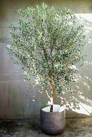 Grote Planten Heel Groot Potted Trees Indoor Olive Tree Potted Olive Tree