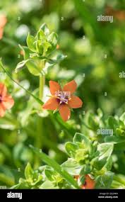 Image result for Anagallis elegantula