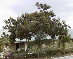 Image result for Anacardium