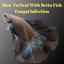 What Is Betta Fish Fungus Infection It S A Disease That Affects Many Betta Fish Find Out How To Identify Treat It And Other Be Betta Fish Betta Aquarium Fish