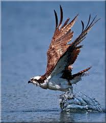 British Birds Of Prey In Flight Pictures Osprey Flight Of The Photo By Photographer Linh Dinh Pet Birds Raptors Bird Beautiful Birds