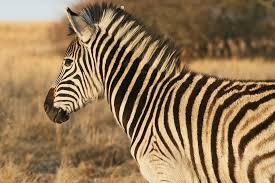 Resultado de imagen de animales mamiferos