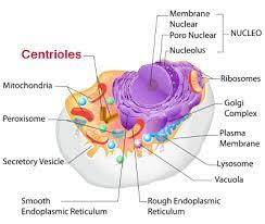 Pin By Adeana Winslet On Biology Animal Cell Cells Project Human Cell Structure